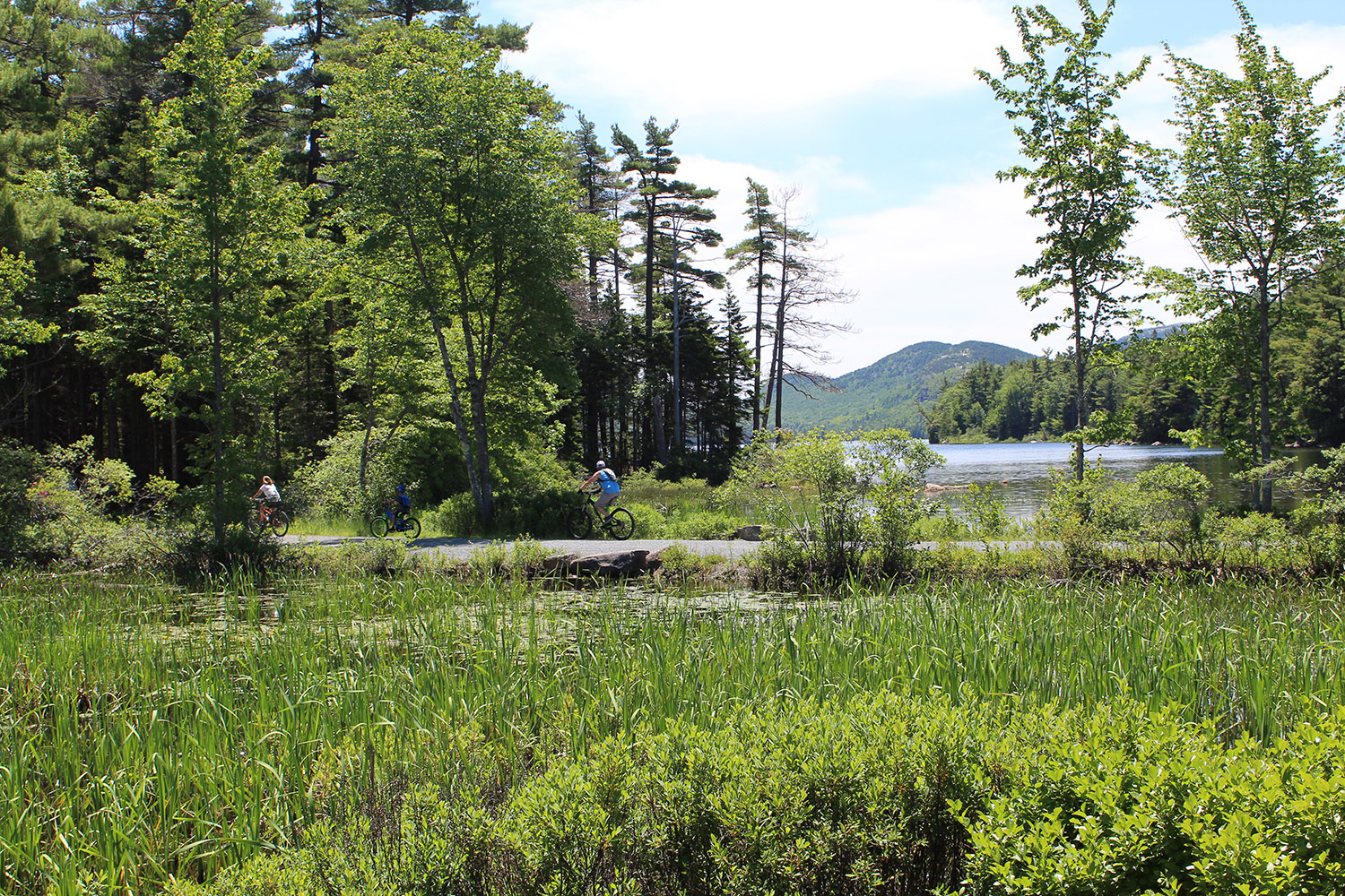 Photo of cyclists on a Carriage Trail at Eagle Lake with a marsh in Acadia National Park, Bar Harbor, Maine