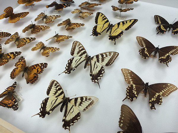 Butterflies from COA’s natural history collections 